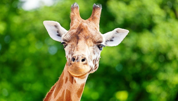 Oasis Wildlife Fuerteventura tickets