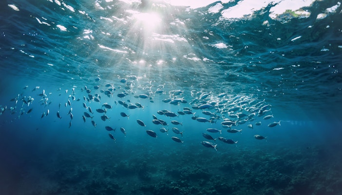 Nutrient-rich waters