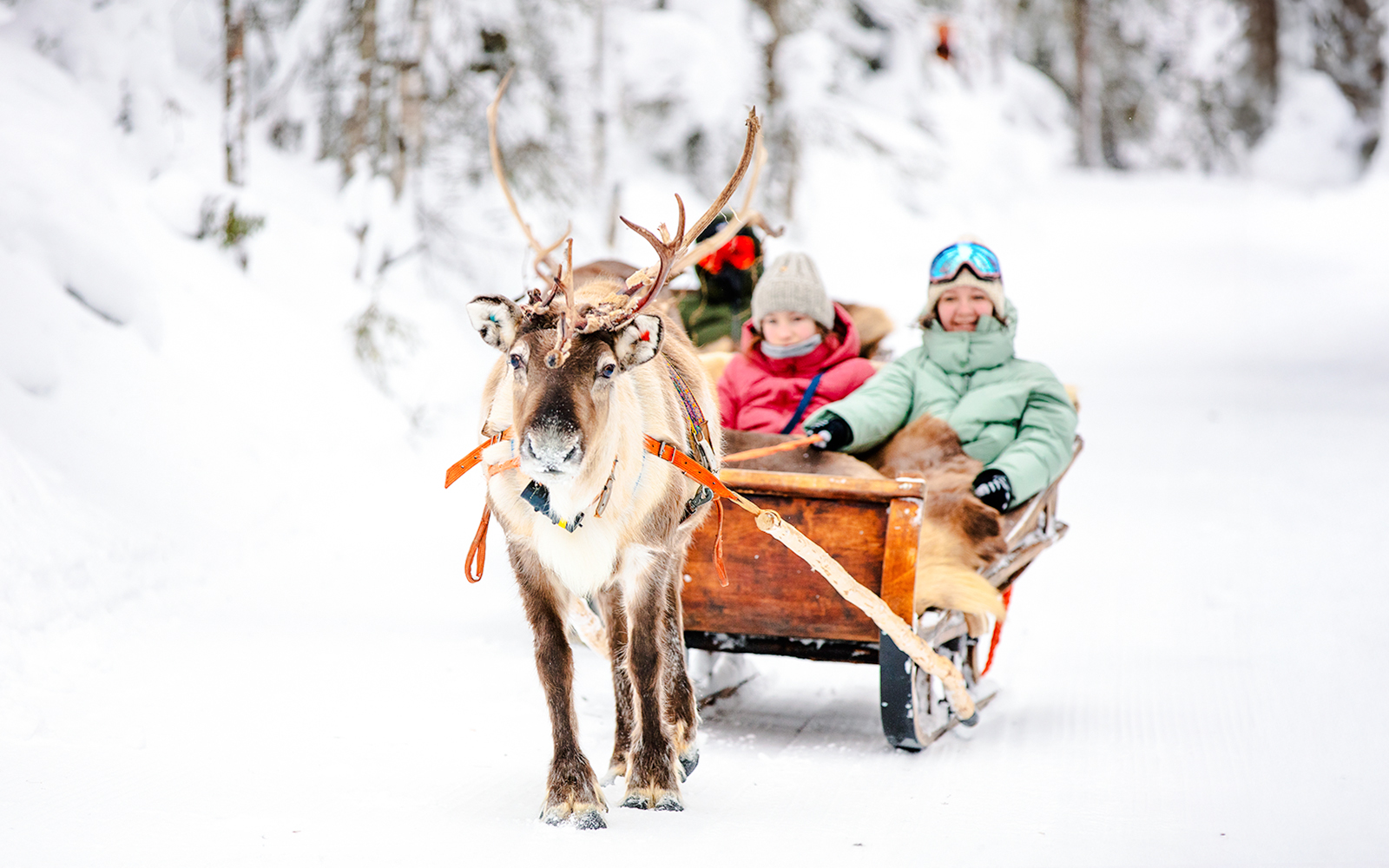 Reindeer pulling a sled with people through snowy forest in Rovaniemi.