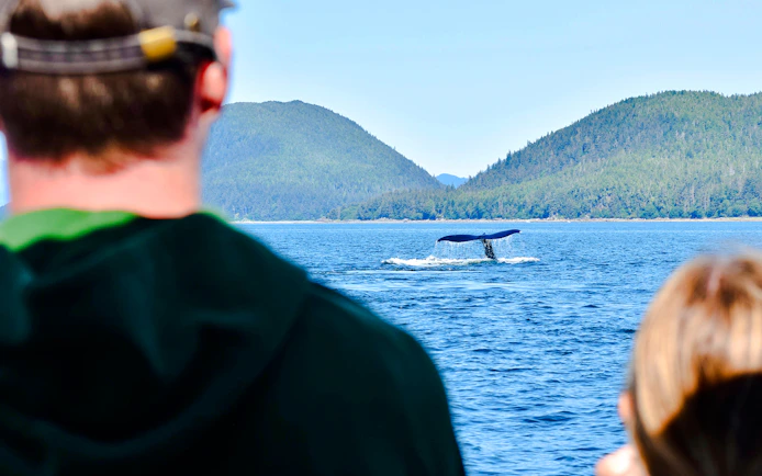 Whale tail emerging from water during Juneau catamaran tour.
