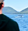 Guided whale watch tour