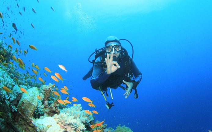 Scuba diver exploring coral reef with fish in Red Sea, Hurghada.