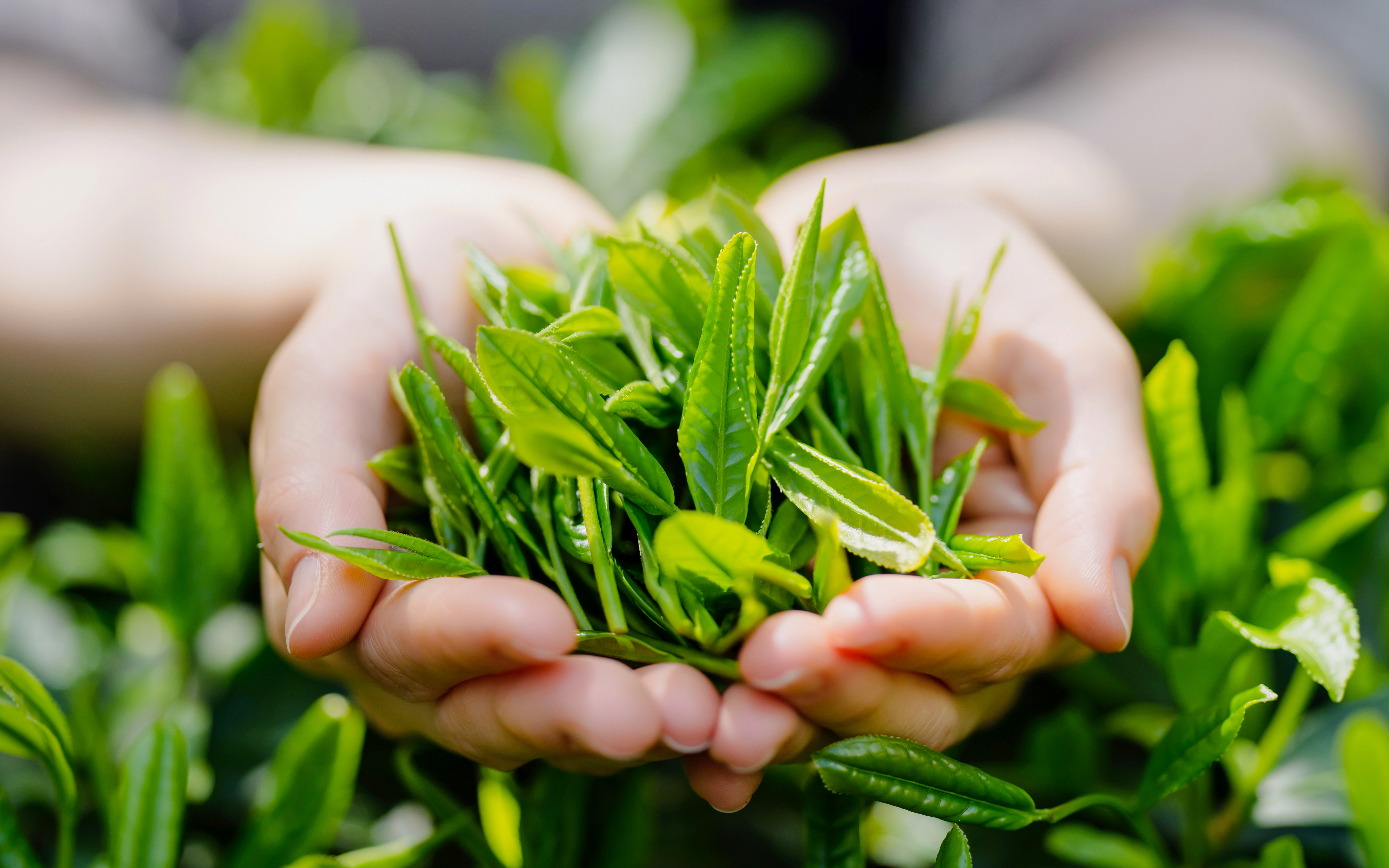 Hands holding fresh matcha tea leaves in a garden.