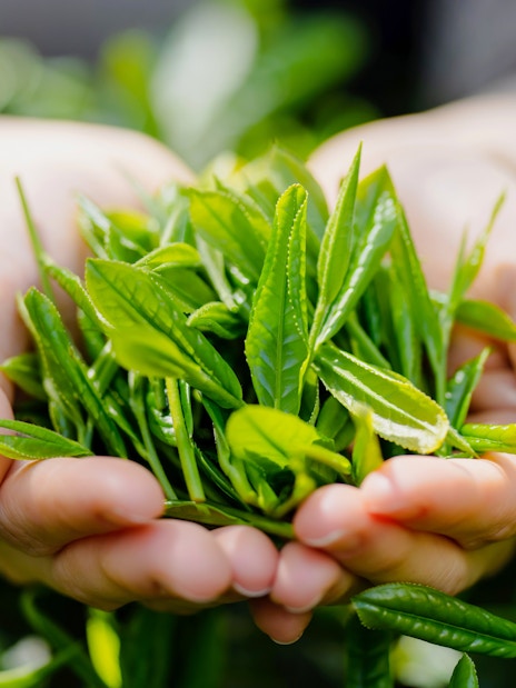Hands holding fresh matcha tea leaves in a garden.