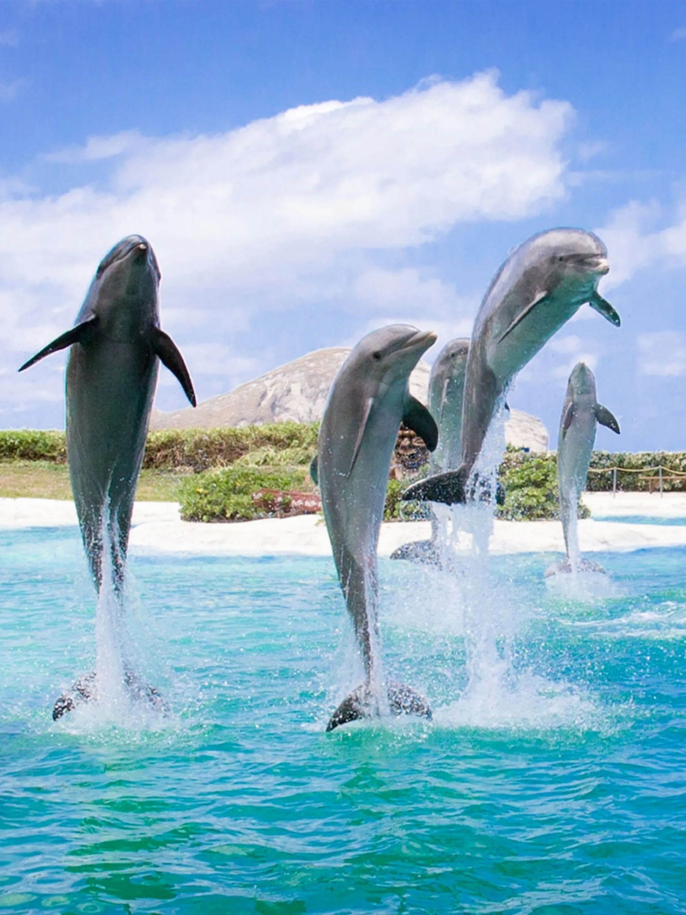 Dolphins leaping from the water at Sea Life Park Hawaii.