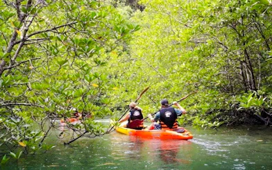 Kayakers paddling through mangroves in Ao Thalane, Krabi.