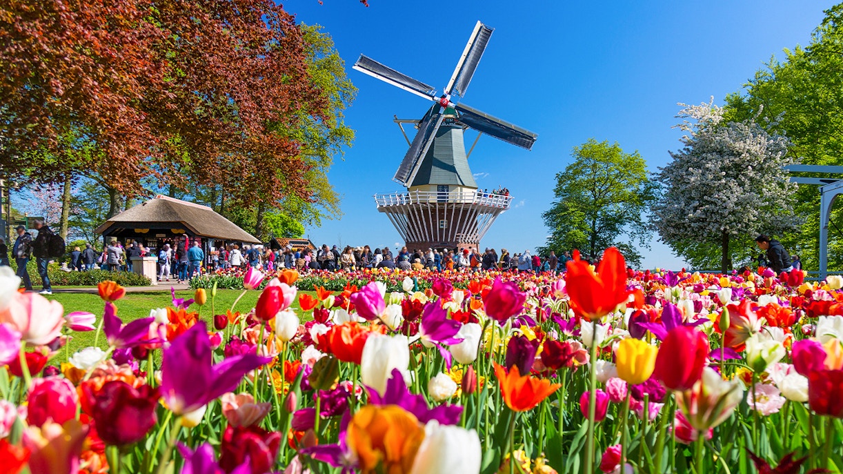 Tulips in bloom near a windmill at Keukenhof Gardens, Netherlands.