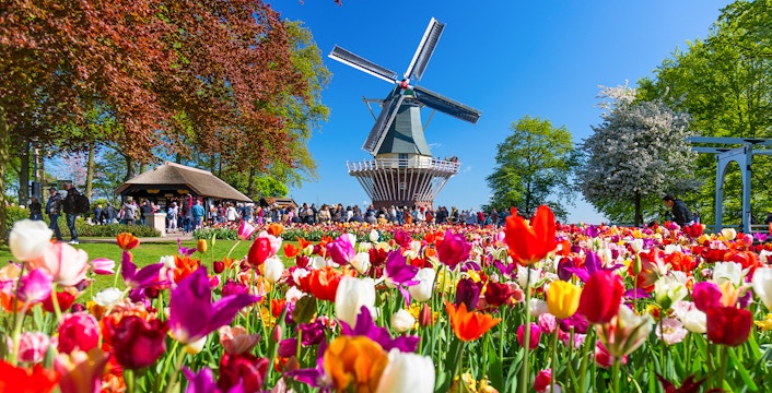 Tulips in bloom near a windmill at Keukenhof Gardens, Netherlands.