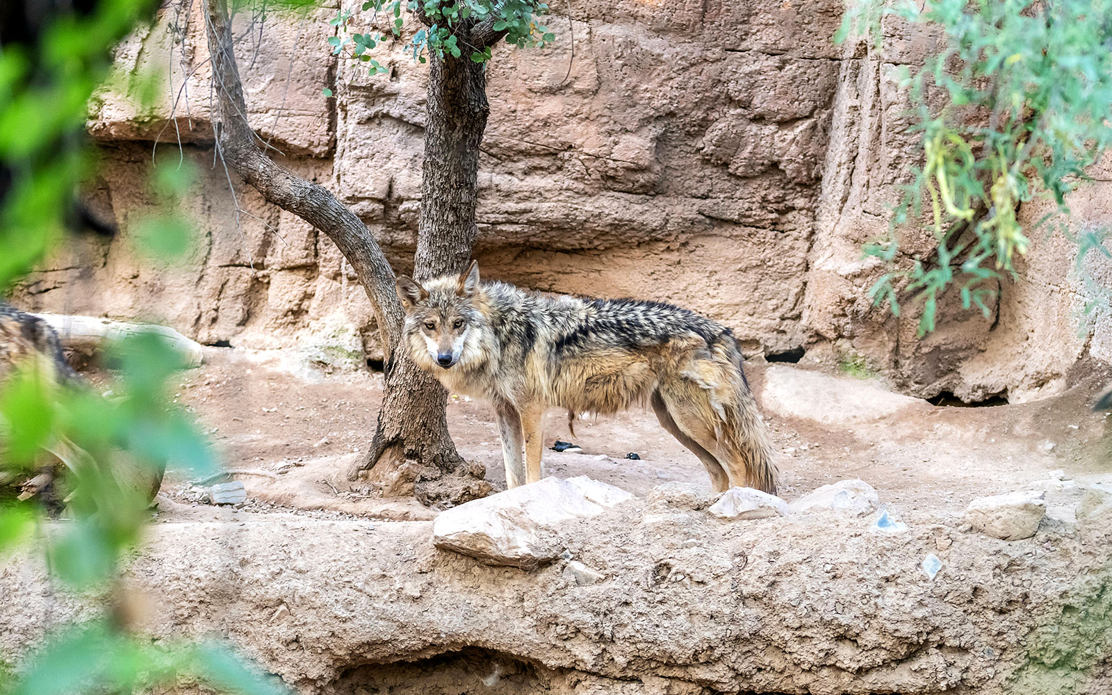 Mexican Gray Wolves