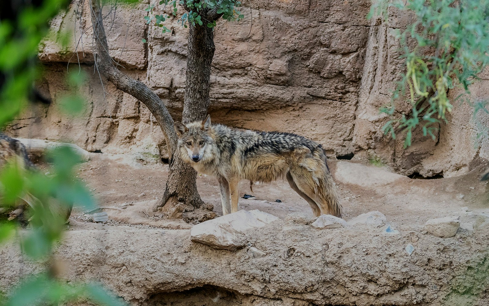 Mexican Gray Wolves