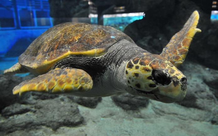 Sea turtle swimming at Port of Nagoya Public Aquarium, Japan.
