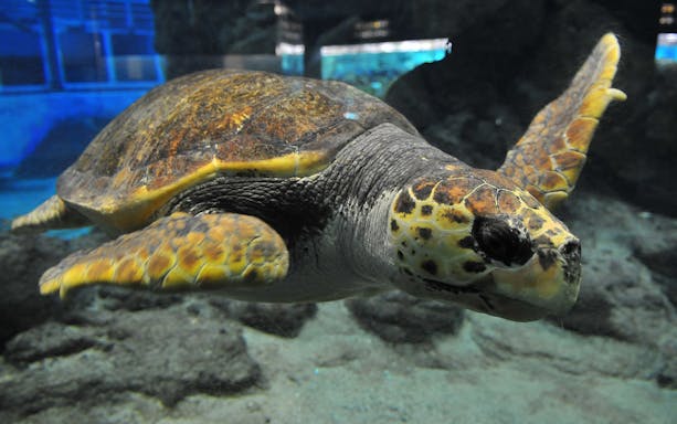 Sea turtle swimming at Port of Nagoya Public Aquarium, Japan.
