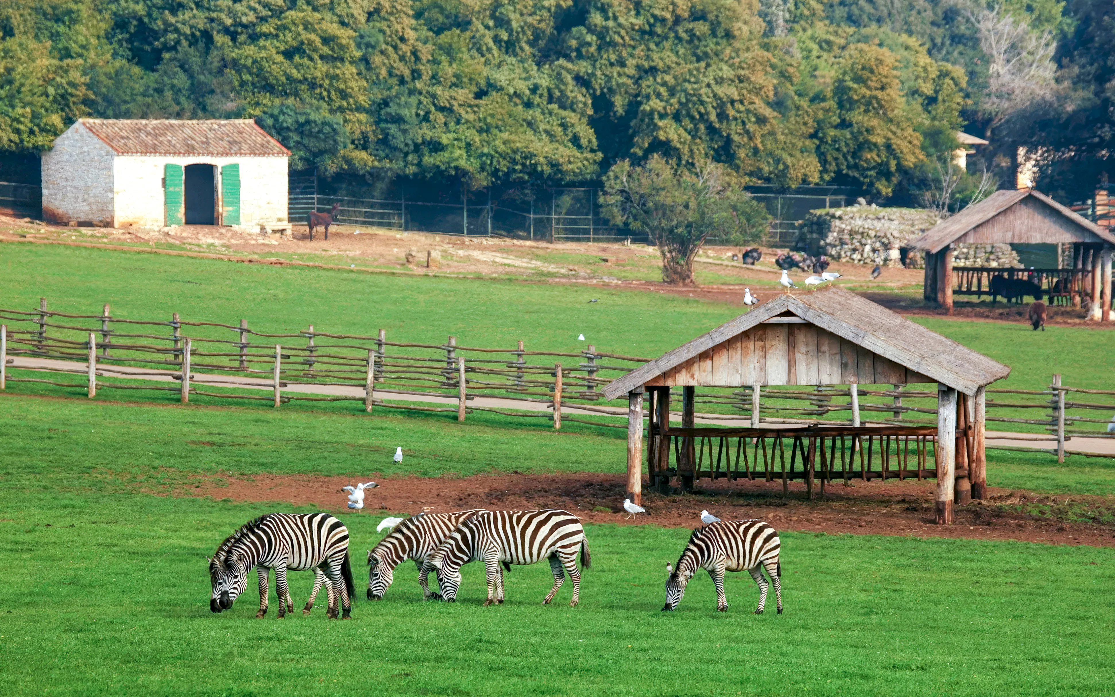 Zebras grazing in Brijuni National Park, Fažana, with rustic wooden shelters in the background.