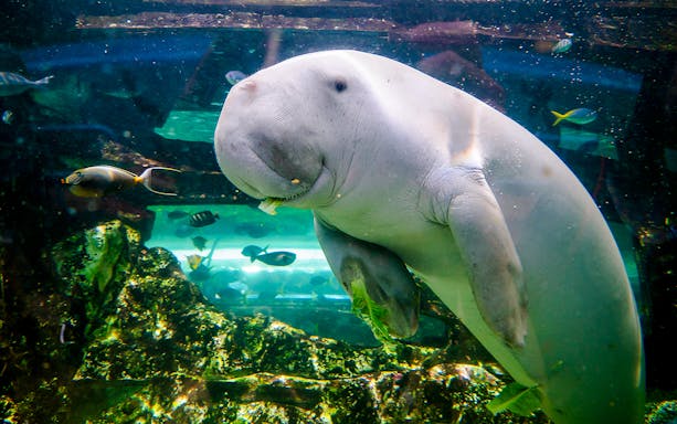 Dugong swimming in a large aquarium tank with coral and fish, showcasing marine life.