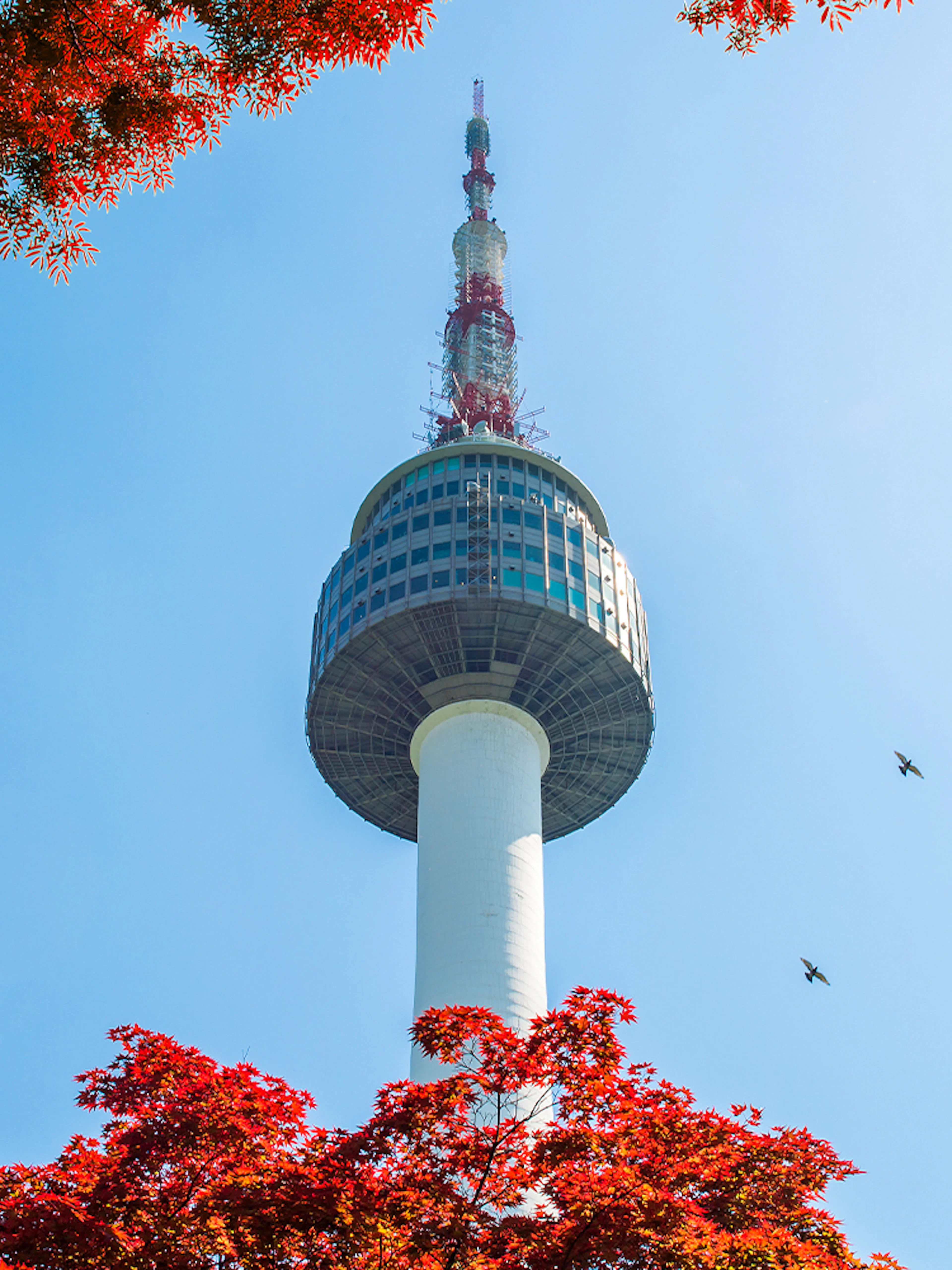 N Seoul Tower with red autumn leaves and birds in the sky.
