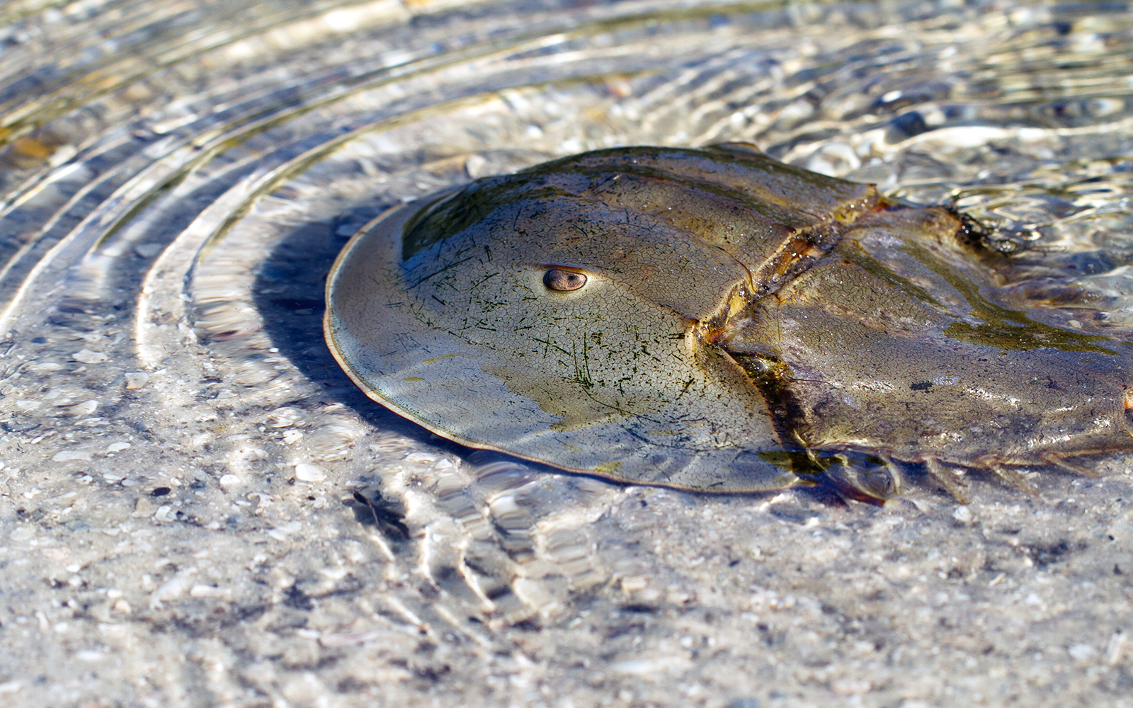 Horseshoe Crab at Aquaria KLCC