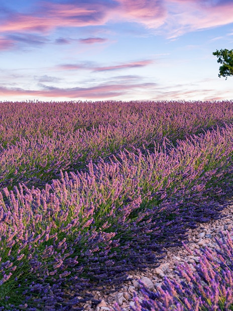 Lavender field at sunset with a lone tree under a colorful sky.