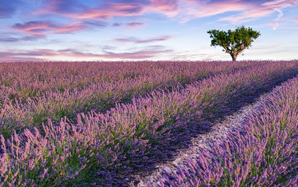 Lavender field at sunset with a lone tree under a colorful sky.