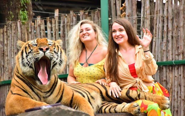 24892 - Phuket - Tiger Kingdom Experience with Private Transfer 4 hrs. - 09