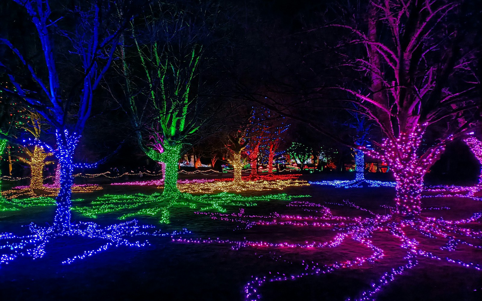 Trees adorned with colorful lights at an immersive night event.