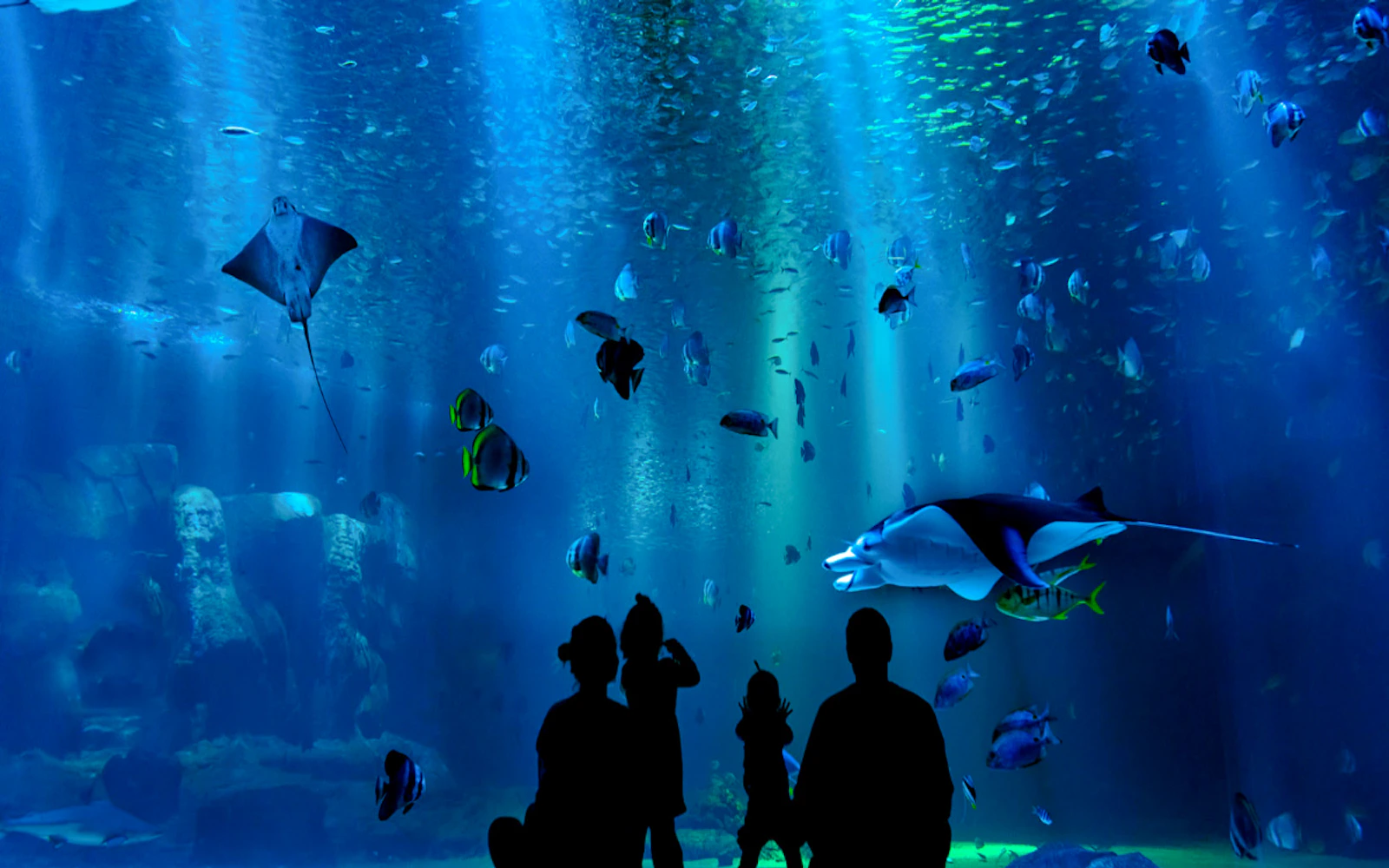 Iguazu Falls Brazilian Side Guided Tour with AquaFoz Aquarium and Transfers (Product 55801)