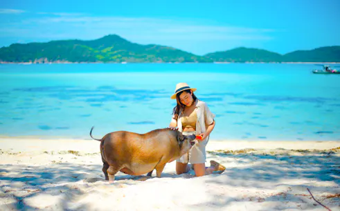 Person feeding a pig on Pig Island beach, Koh Samui, with turquoise sea and hills in the background.