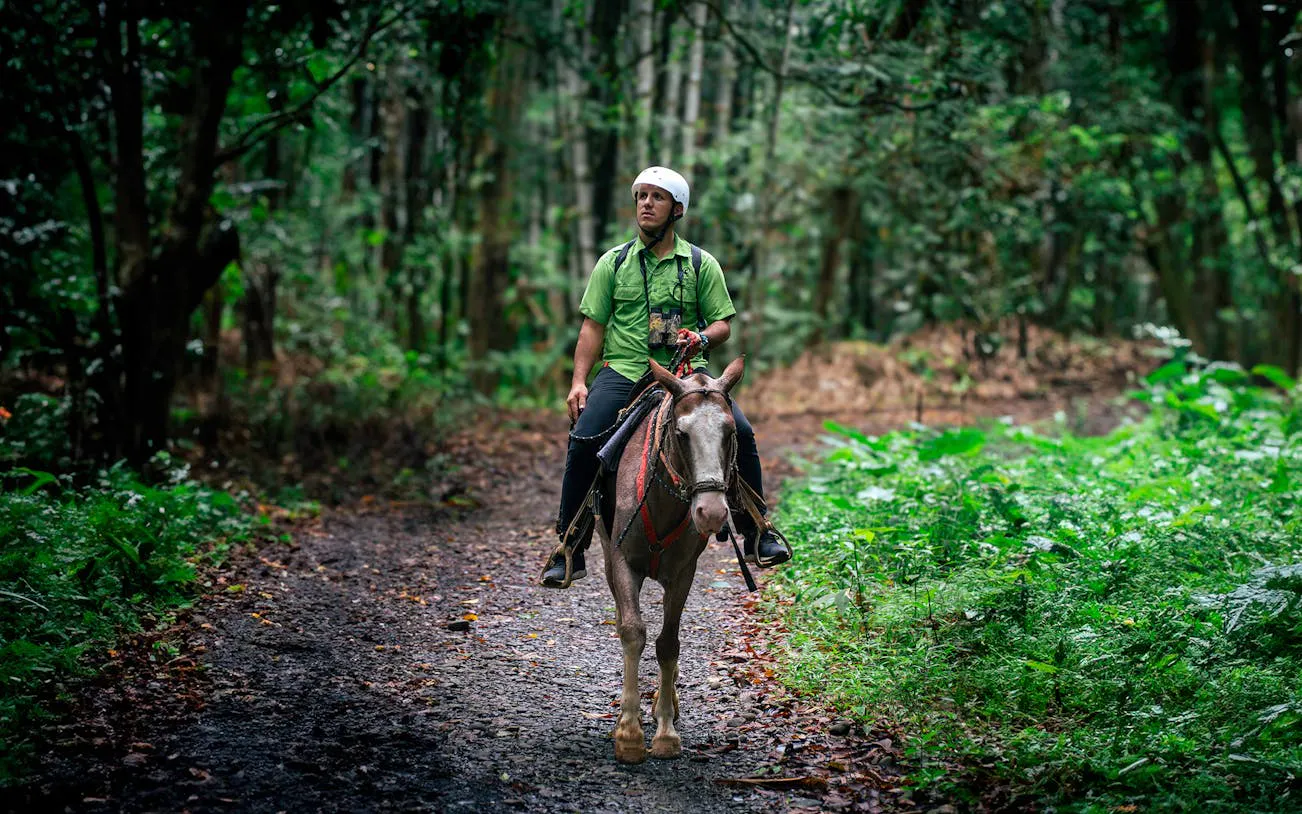 Horseback rider on jungle trail in Manuel Antonio.