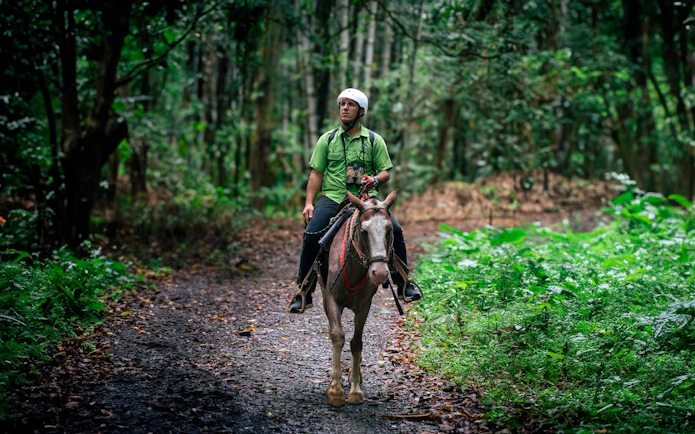 Horseback rider on jungle trail in Manuel Antonio.