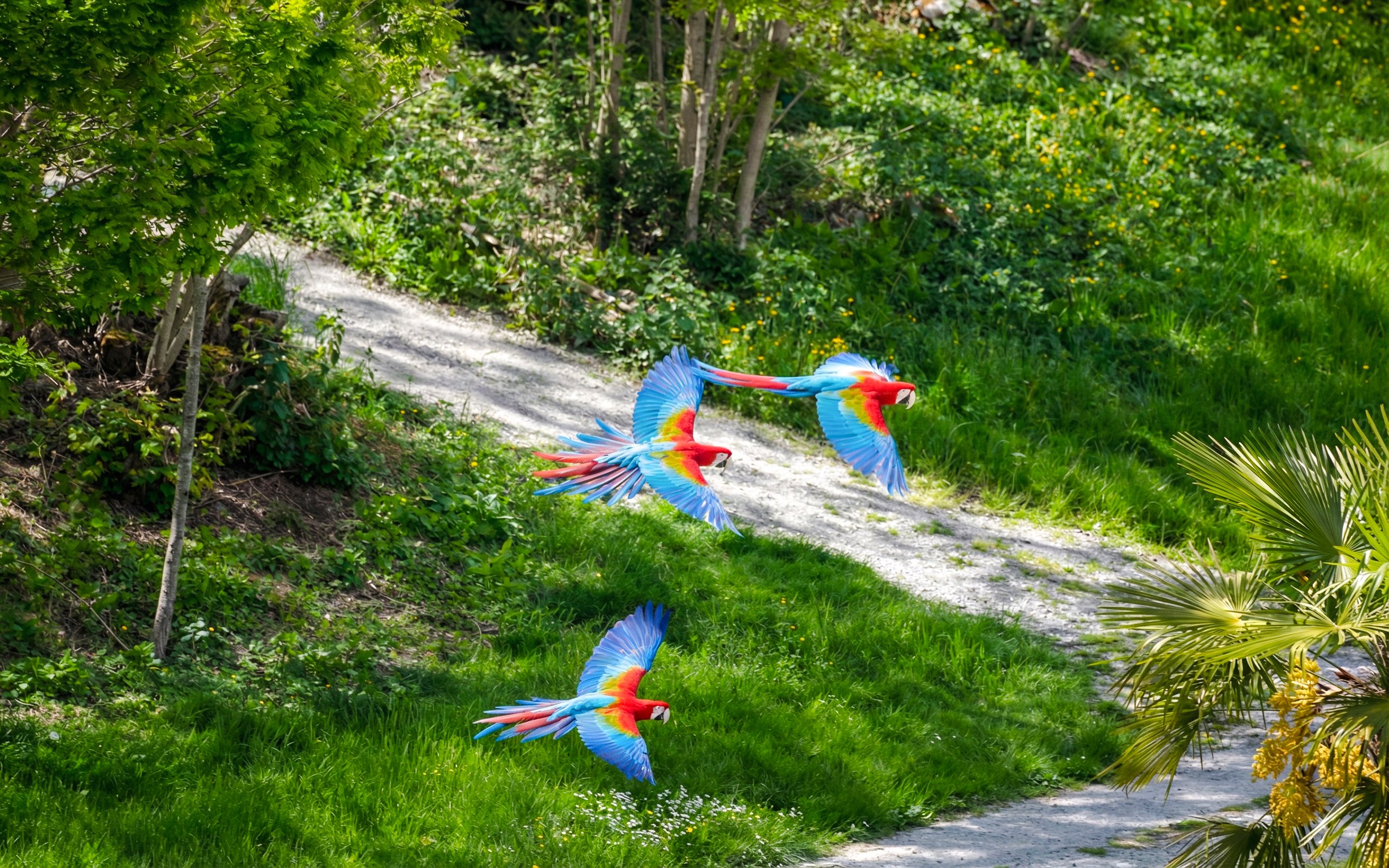 Scarlet macaws flying over a path at Zooparc de Beauval, Loire Valley, France.