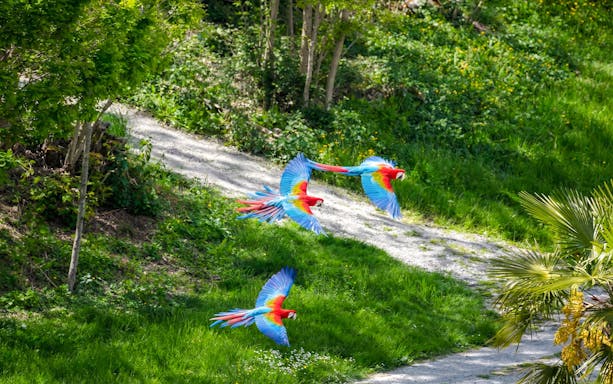 Scarlet macaws flying over a path at Zooparc de Beauval, Loire Valley, France.