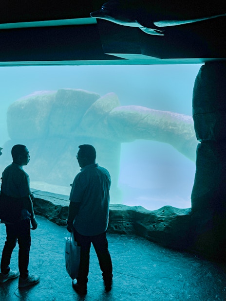 Visitors observing a large sea turtle through an aquarium window at Marine Safari Bali.
