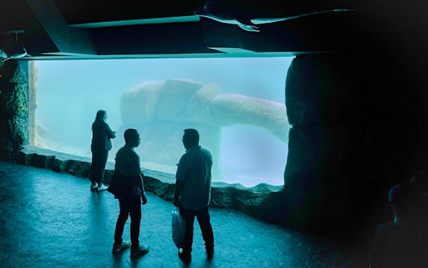 Visitors observing a large sea turtle through an aquarium window at Marine Safari Bali.