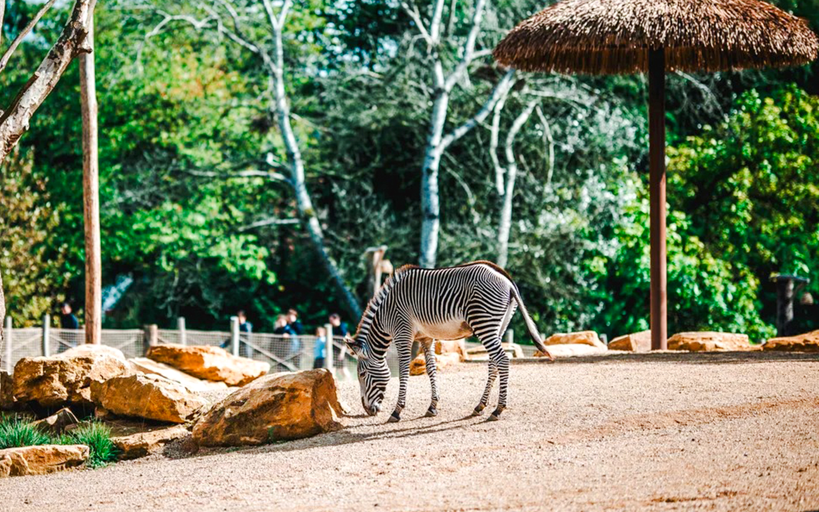 Zebra grazing in a zoo enclosure with trees and rocks.