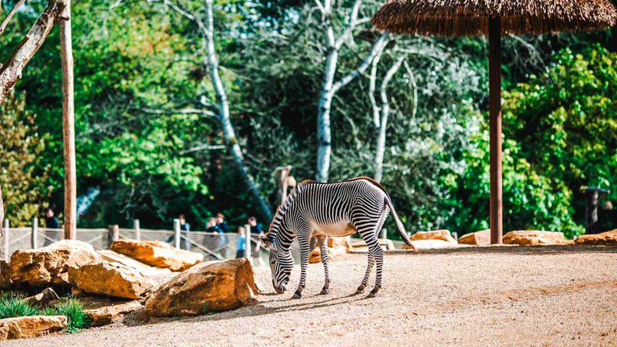 Zebra grazing in a zoo enclosure with trees and rocks.