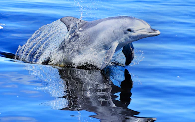 Dolphin leaping from the water during Giant & Dolphin Sightseeing Cruise.
