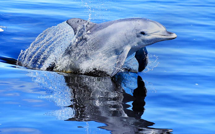 Dolphin leaping from the water during Giant & Dolphin Sightseeing Cruise.