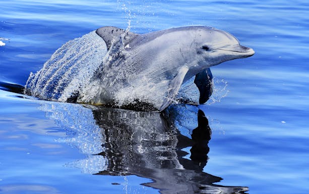 Dolphin leaping from the water during Giant & Dolphin Sightseeing Cruise.
