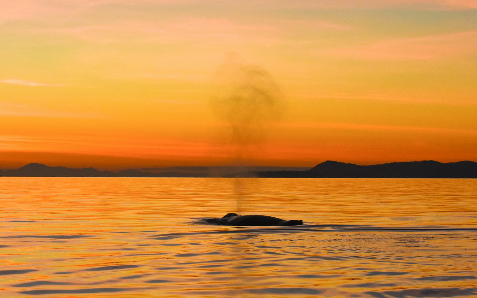 Whale exhaling at ocean surface during sunset on Victoria whale watching tour.