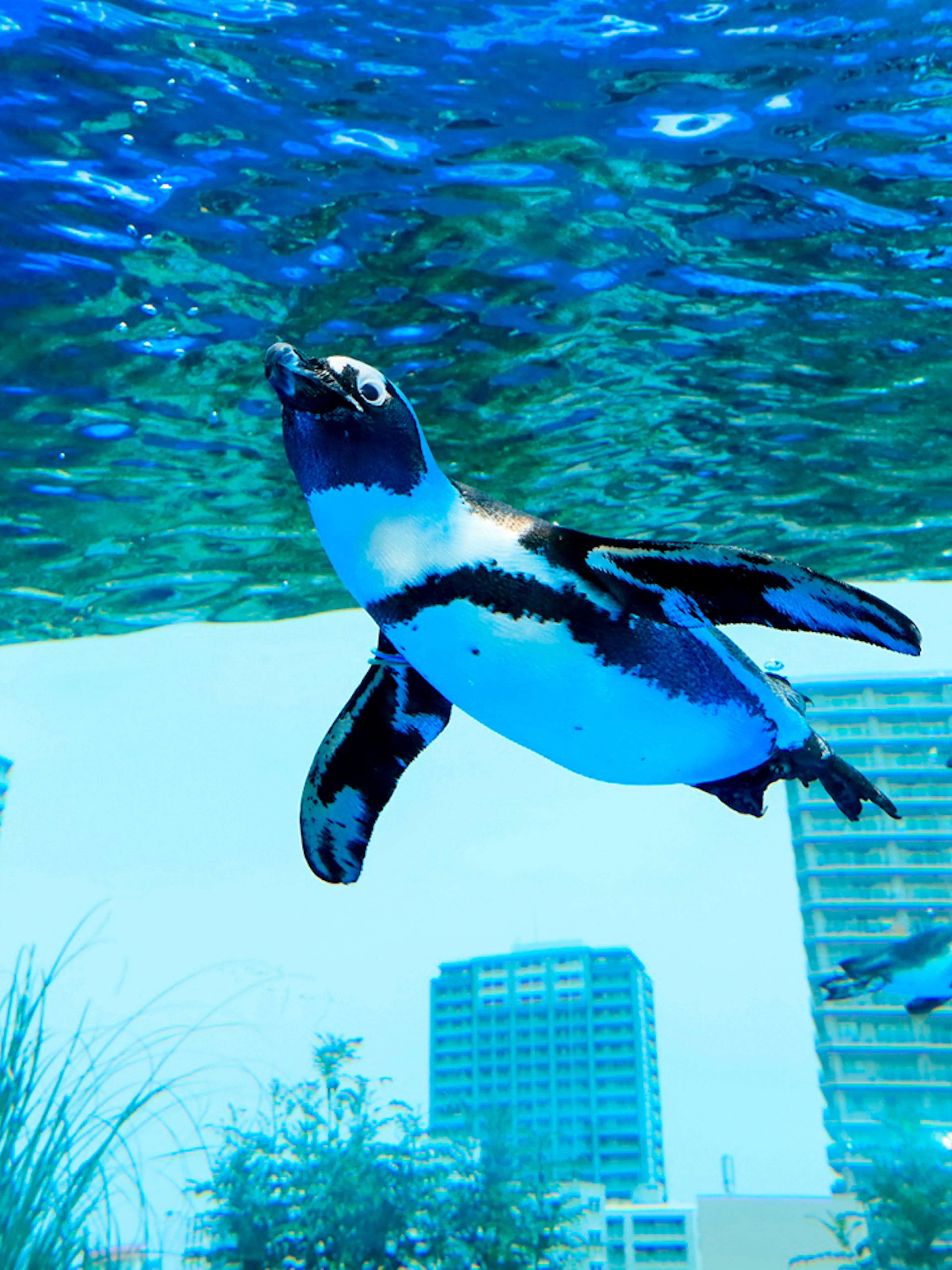 Penguin swimming underwater at Sunshine Aquarium with city skyline in the background.
