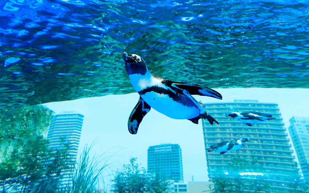 Penguin swimming underwater at Sunshine Aquarium with city skyline in the background.