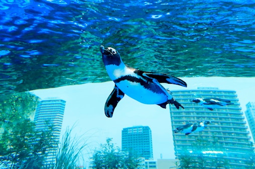 Sunshine Aquarium Tickets