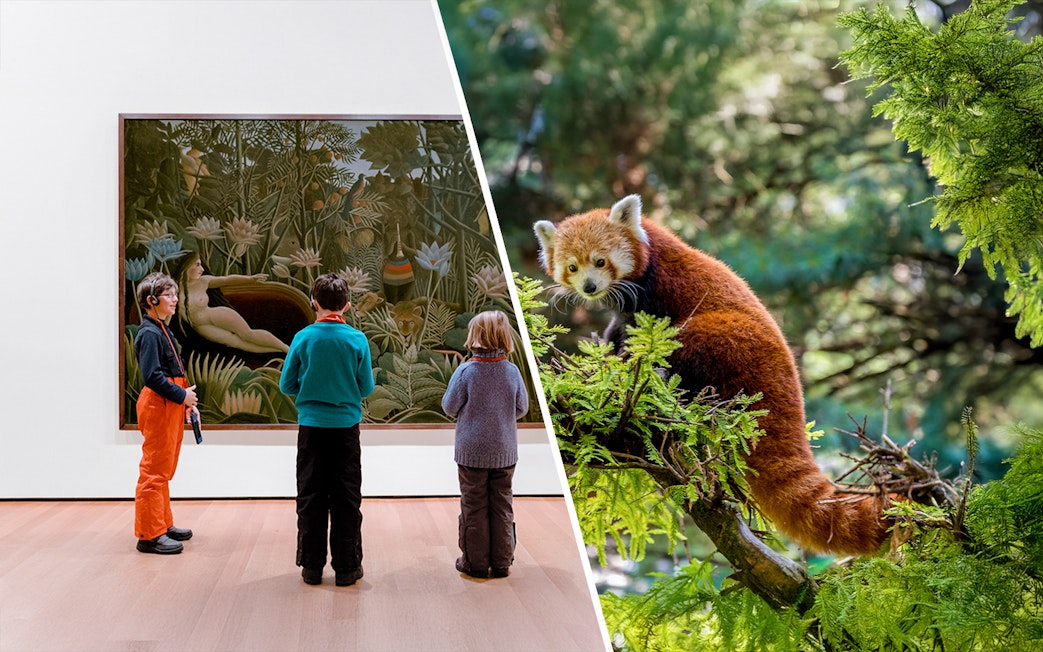 Visitors viewing art at MoMA and a red panda at Central Park Zoo, New York.