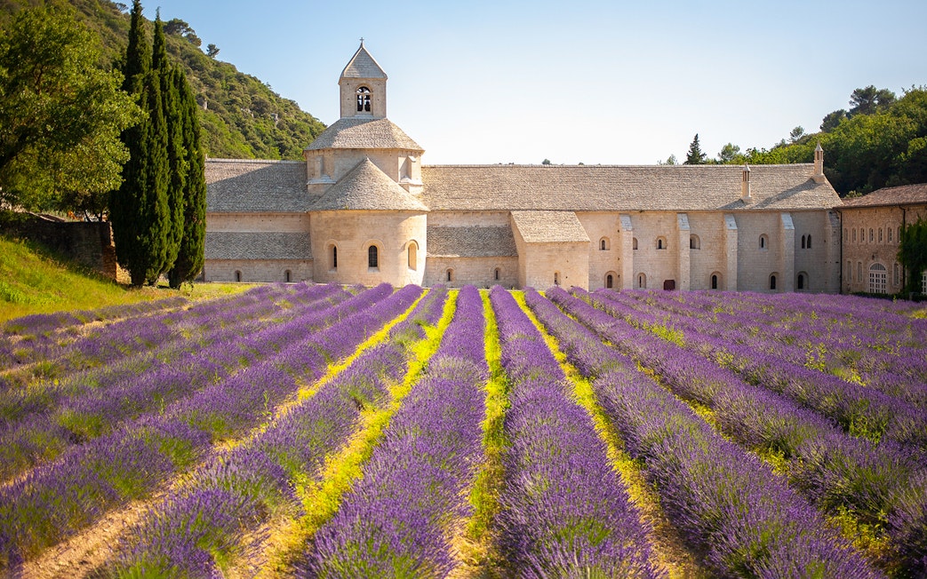 Lavender fields in bloom with a historic stone abbey in Provence, France.