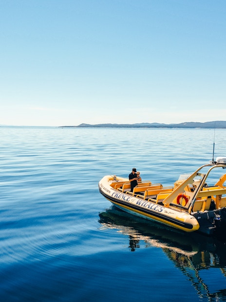 Yellow inflatable boat on calm blue sea, used for whale watching tours.