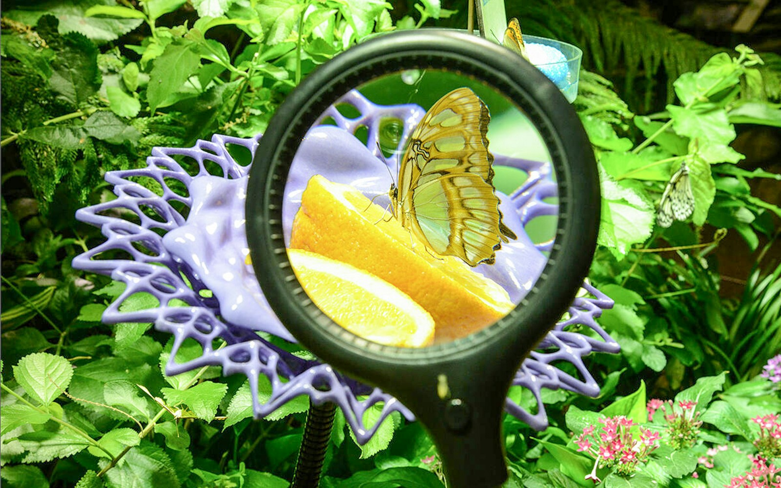 Butterfly in tropical habitat at Davis Family Butterfly Vivarium, American Museum of Natural History.