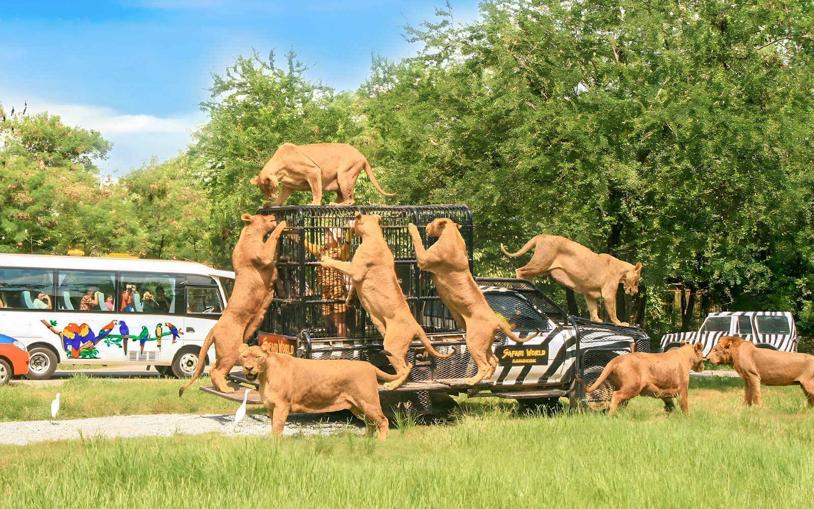 Lions climbing on a caged vehicle during a safari tour at Safari World, Bangkok, Thailand.