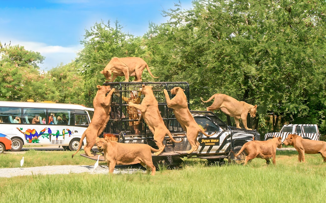 Lions climbing on a caged vehicle during a safari tour at Safari World, Bangkok.