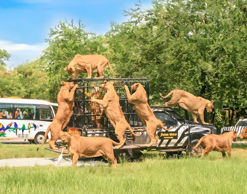 safari world near siam amazing park