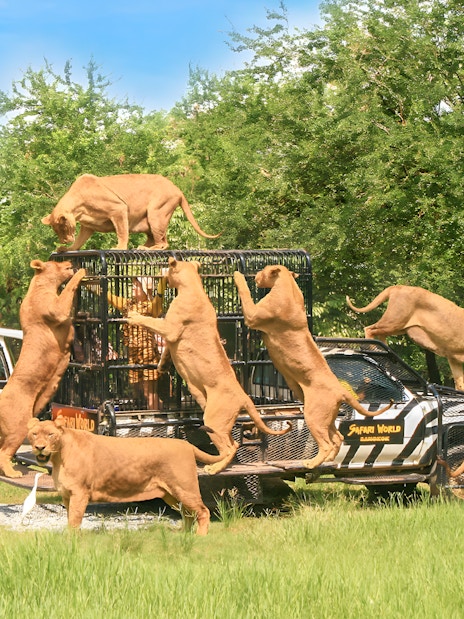 Lions climbing on a caged vehicle during a safari tour at Safari World, Bangkok.
