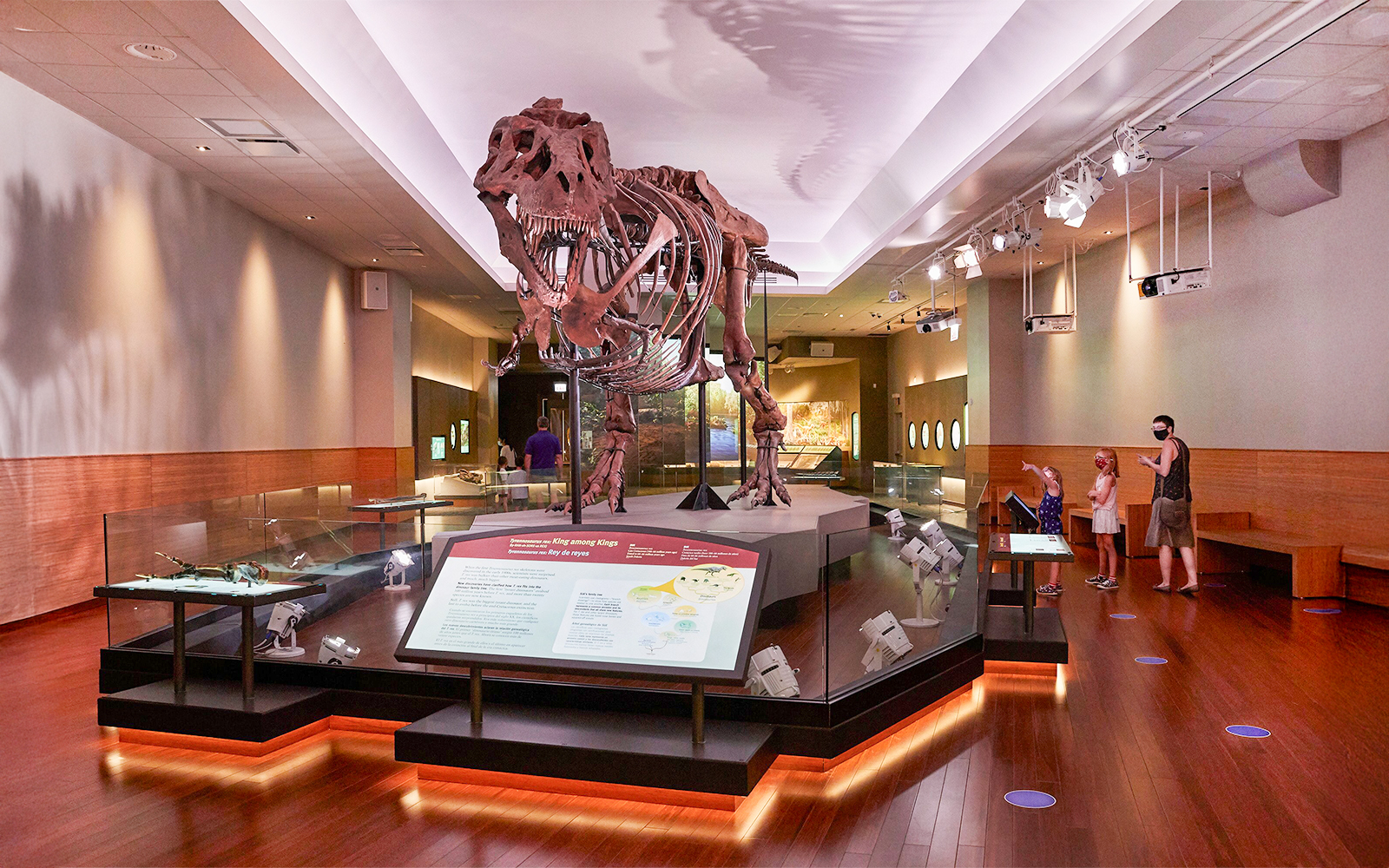 Tyrannosaurus rex fossil exhibit at the Field Museum of Natural History, Chicago.